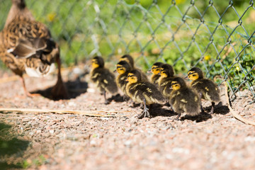 Ente mit jungen Küken