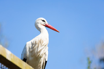 Storch beobachtet