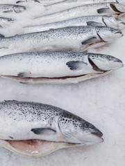 Fresh chilled fish lying on the ice. Fresh fish in the store Limited depth of field