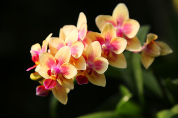 beautiful orchidea plant on natural background.