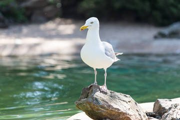 Möwe am Gewässer