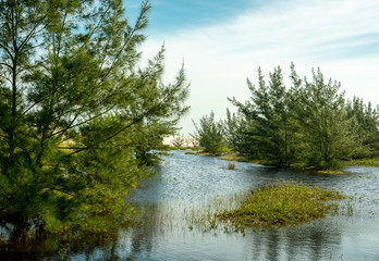 lake with she-oaks casuarina equisetifolia