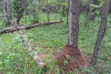 Anthill at fir tree in forest in green grass next to fallen old trees. Summer natural background for your design