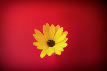 Yellow daisy flower on a red background. Image taken from above