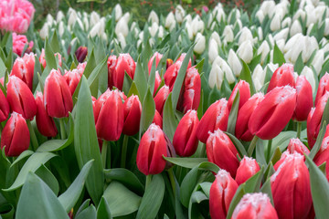 Red and white tulips in fresh greenery close up on blurred background. Blooming flower spring background for your design