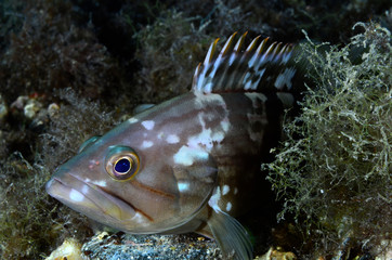 cernia