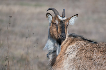 Closeup portrait of a horned goat against a background of dried grass