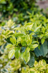 Green leaves and flowers in the garden