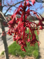 Maple Tree New Springtime Red Samaras