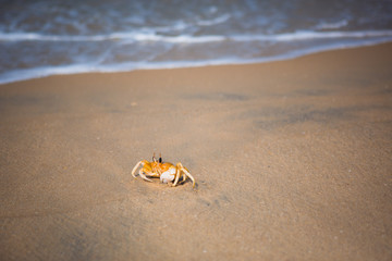 Yellow crab on the sandy beach near the white wave. Crab in the natural environment, India, Kerala