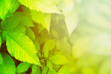 Green Leaves Backdrop with White Light Leak and Copy Space for Text Background.