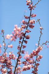 sakura. beautiful pink cherry blossom in springtime