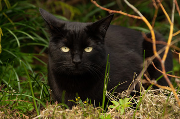 Black cat with beautiful eyes sits in a green grass