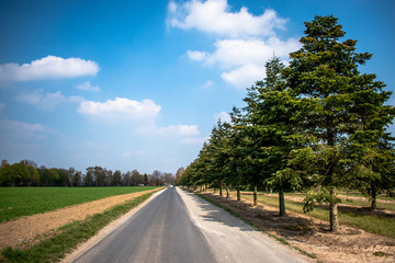 Fototapeta na wymiar Country gravel road with trees 