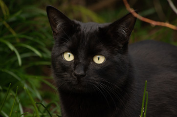 black cat with beautiful eyes sits in a green grass