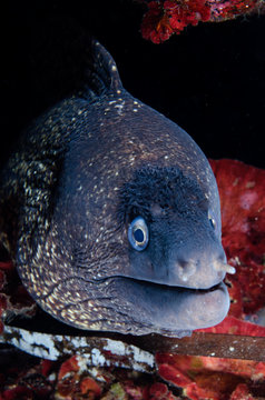 murena