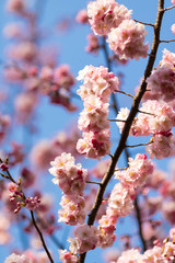 sakura. beautiful pink cherry blossom in springtime