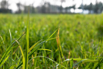 Country gravel road with trees 