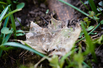 A dead golden mapple (Acer) leaf skeleton laying on the ground in a forest
