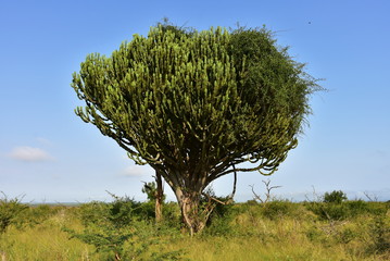 Obraz premium tree euphorbia,eastern partree euphorbia,eastern part of South Africat of South Africa