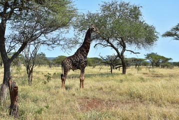 giraffes in southern part of Swaziland