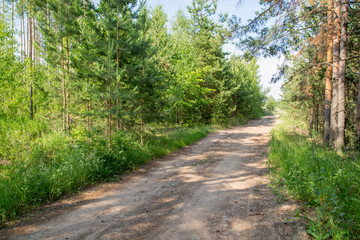 Fototapeta na wymiar dirt forest road on a sunny day