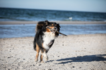 Australian Shepherd mit amputiertem Vorderbein