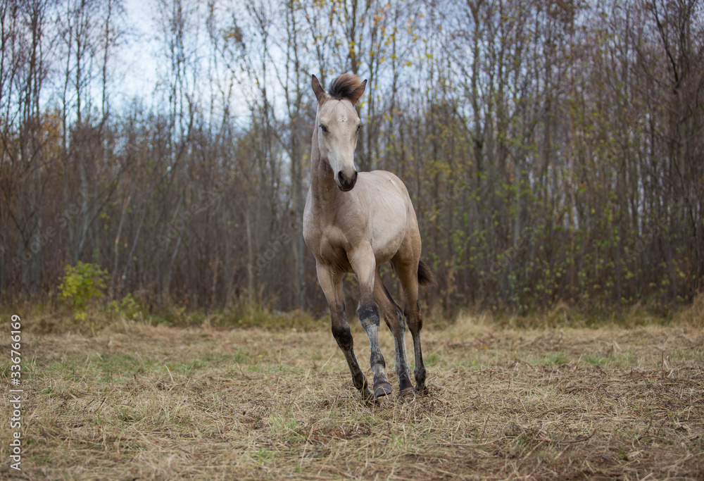 Wall mural Foal playing in the autumn meadow