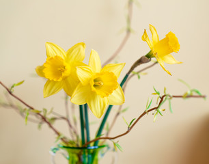 Daffodills in glass vase with early spring tree branches with leaves, early spring happy photo
