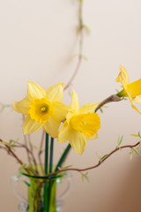 Naklejka na ściany i meble Daffodills in glass vase with early spring tree branches with leaves, early spring happy photo