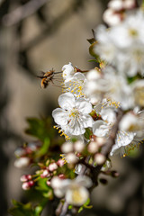 Dark-edged bee-fly, Bombylius major, feeding on cherry blossom. The bee-fly larva feeds on ground dwelling bees grubs, laying eggs near the nest entrance