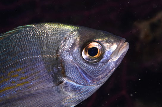 pesce tanuta