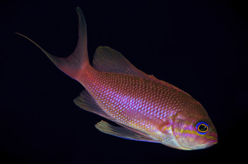 anthias pesce 