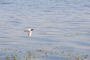 river seagull flying over the water