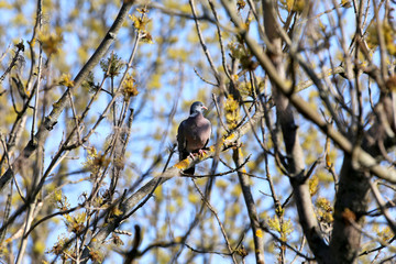 Common wood pigeon sitting on branch