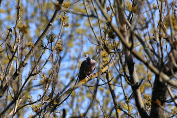 Common wood pigeon sitting on branch