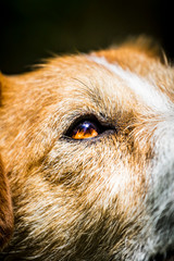 portrait of a dog © Bartłomiej Kosmatko