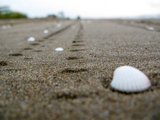 Close up view of blurry white shells 