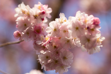 sakura. beautiful pink cherry blossom in springtime