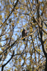 Common wood pigeon sitting on branch