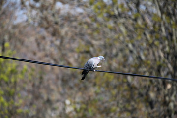 Common wood pigeon sitting on branch