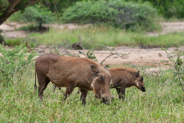 wildshot of warthogs on pasture,national park of South Africa
