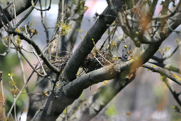 Nestt of common wooden pigeons