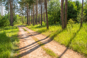 dirt forest road on a sunny day