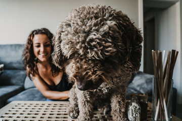 .Young woman sitting on the sofa playing with her adorable brown dog. Relaxed and carefree enjoying moments at home. Indoor lifestyle. Selective focus