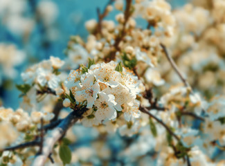 branch of a blossoming tree cherry, beautiful white flowers