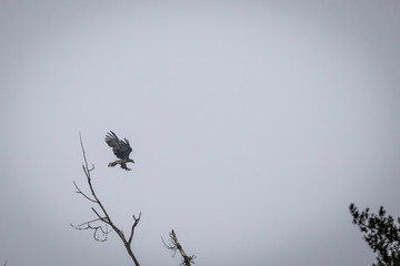 eagle in flight © Bartłomiej Kosmatko