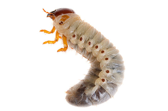 Maybug larva close-up on a white background