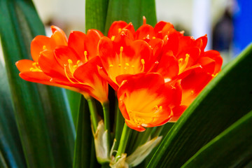 Fototapeta premium Orange Clivia Plants flower close up