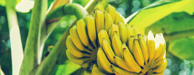 Bananas growing on a palm tree. Selective focus.
